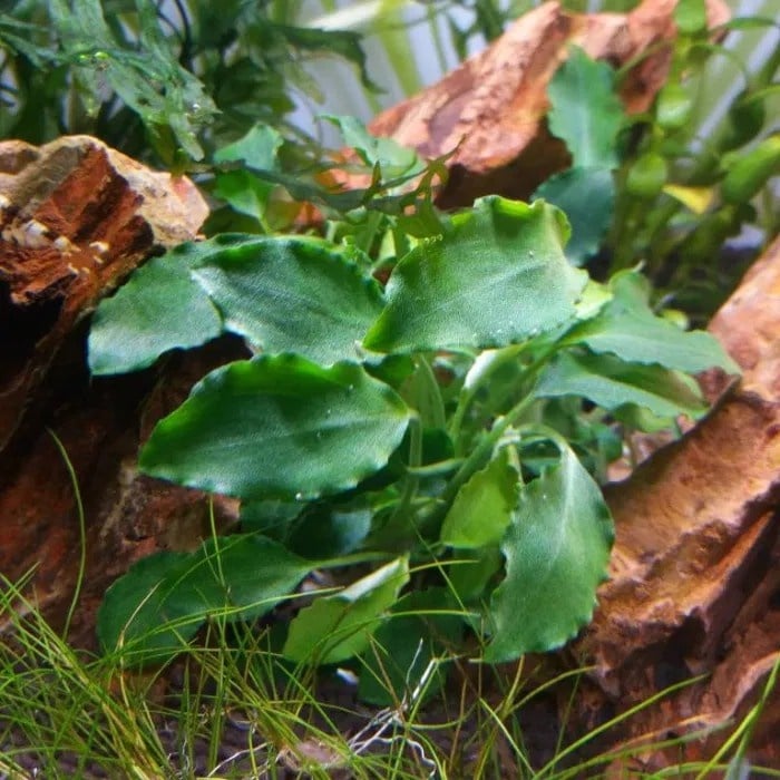 Tropica Schismatoglottis prietoi lIMITED EDITION - In Vitro