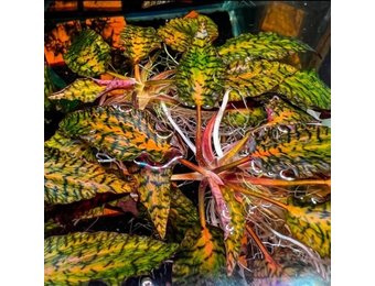 Tropica Cryptocoryne Nurii Rosen Maiden Limited edition In Vitro