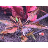 Tropica Cryptocoryne Nurii Rosen Maiden Limited edition In Vitro
