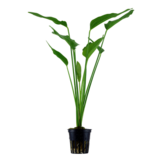 Echinodorus palifolius - pot
