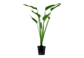 Echinodorus palifolius - pot