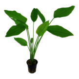 Echinodorus palifolius - pot