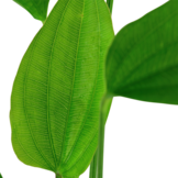 Echinodorus palifolius - pot