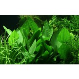 Echinodorus palifolius - pot