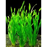 Vallisneria spiralis 'Torta'