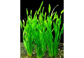 Vallisneria spiralis 'Torta'