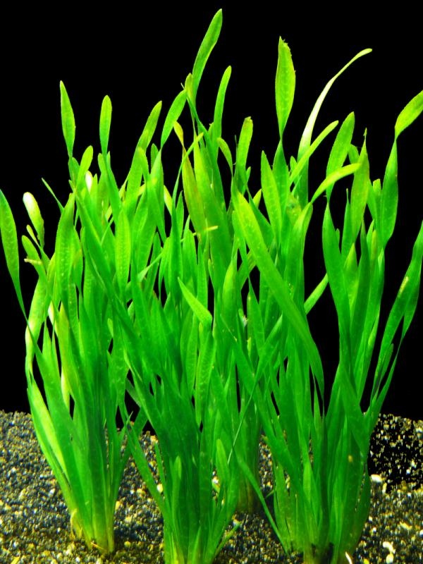 Vallisneria spiralis 'Torta'