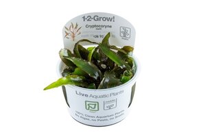 Tropica Cryptocoryne Nurii var. raubensis 'Rose Maiden'  1-2-grow! (easy)