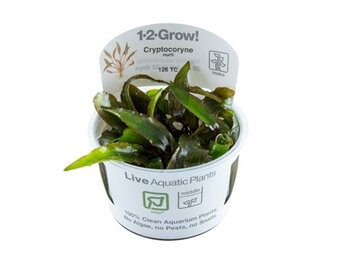 Tropica Cryptocoryne Nurii var. raubensis 'Rose Maiden'  1-2-grow! (easy)
