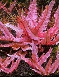 Cryptocoryne wendtii Pink Panther - limited edition