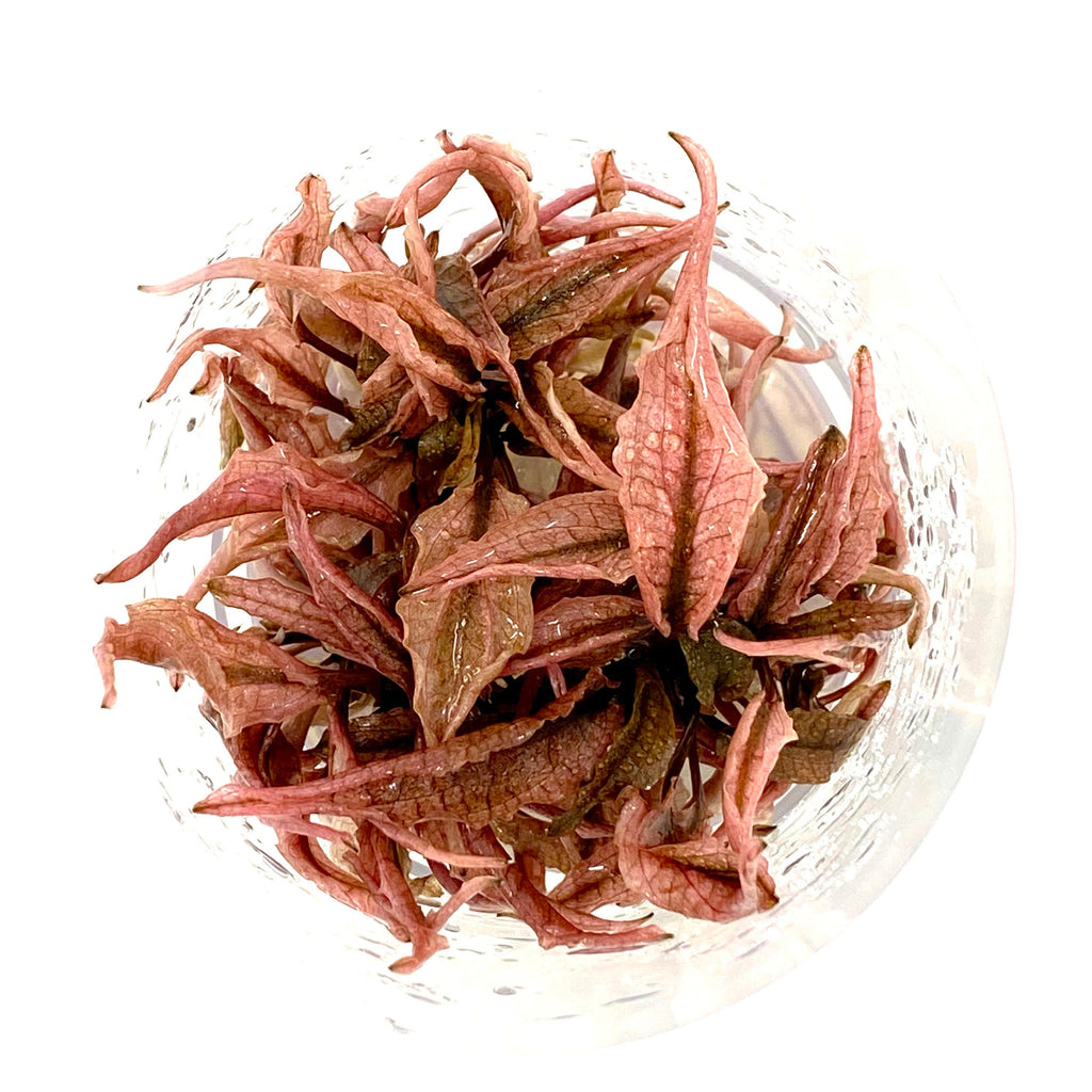 Cryptocoryne wendtii Pink Panther - limited edition