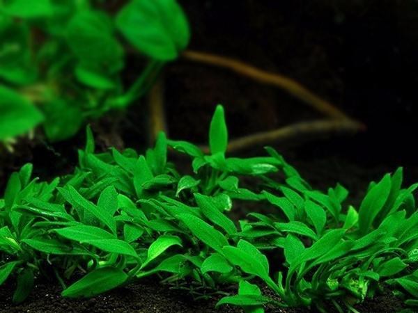 Anubias barteri var. nana 'Pangolino - pot