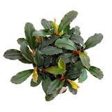 Bucephalandra Lamandau Mini Red - Pot