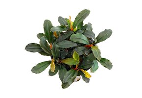 Bucephalandra Lamandau Mini Red - Pot