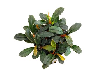 Bucephalandra Lamandau Mini Red - Pot