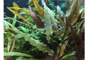 Tropica Cryptocoryne Broad Leaf - Pot