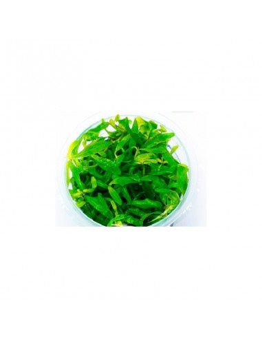 Hygrophila Tiger In Vitro