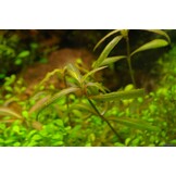 Hygrophila Tiger In Vitro