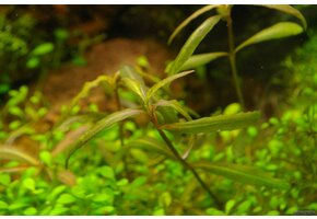 Hygrophila Tiger In Vitro