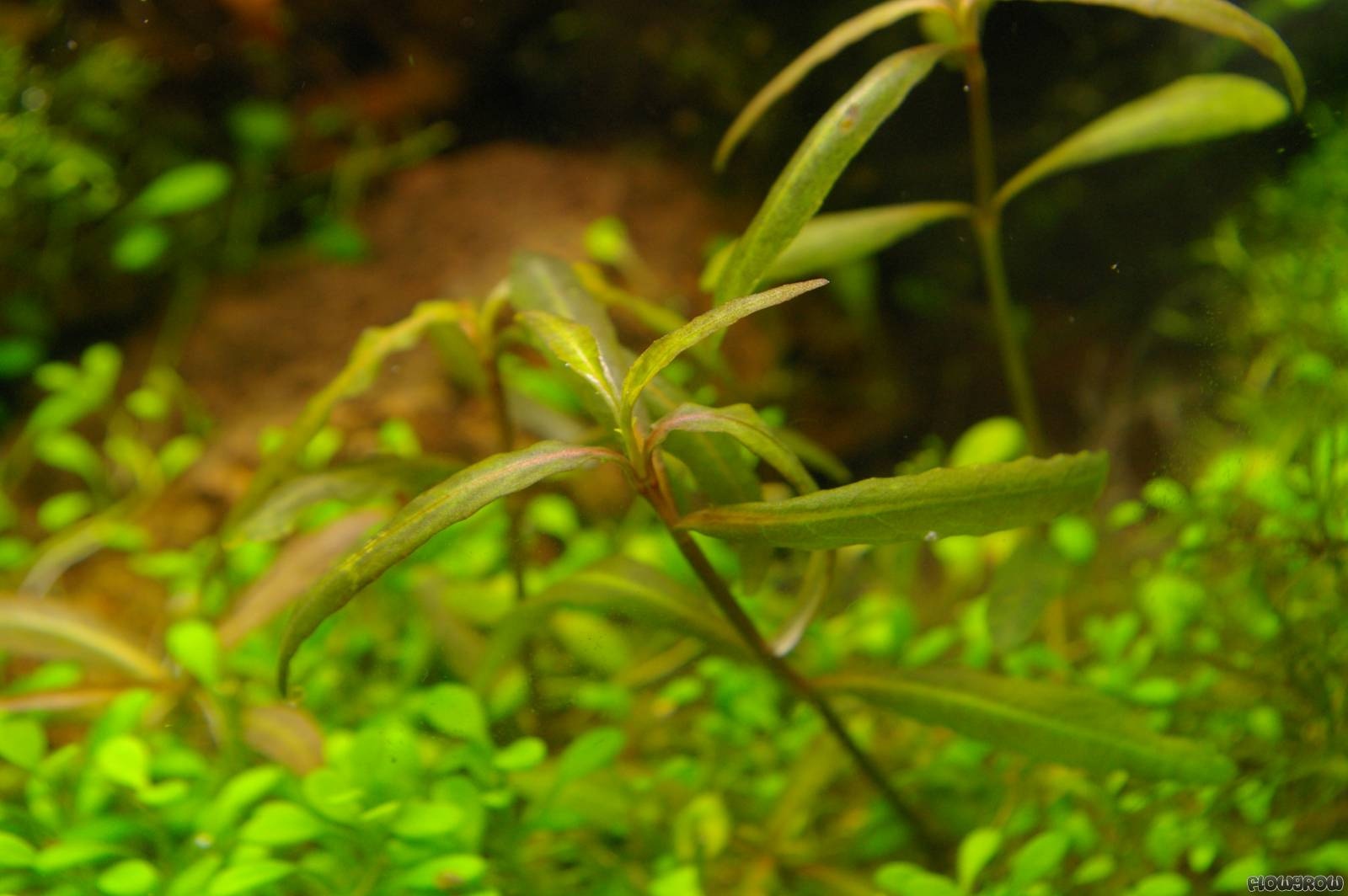 Hygrophila Tiger In Vitro