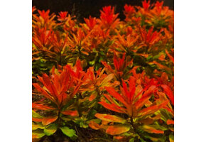 Ludwigia sphaerocarpa 'Pilosa' in-vitro