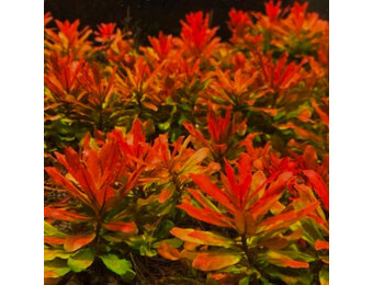 Ludwigia sphaerocarpa 'Pilosa' in-vitro