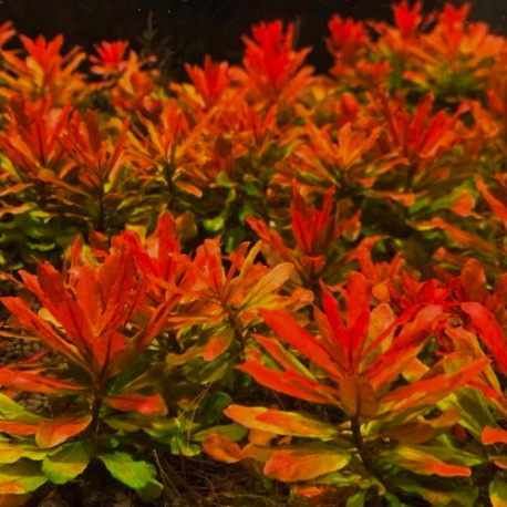 Ludwigia sphaerocarpa 'Pilosa' in-vitro