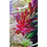 Ludwigia sphaerocarpa 'Pilosa' in-vitro
