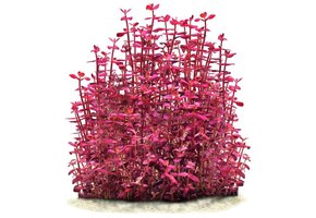 Bacopa Salzmannii Purple - Pot