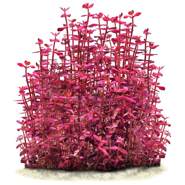 Bacopa Salzmannii Purple - Pot