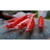 Neocaridina davidi Sakura Red