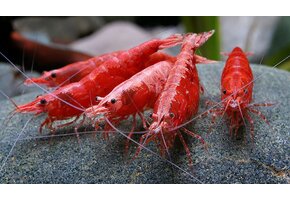 Neocaridina davidi Sakura Red