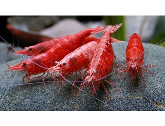 Neocaridina davidi Sakura Red