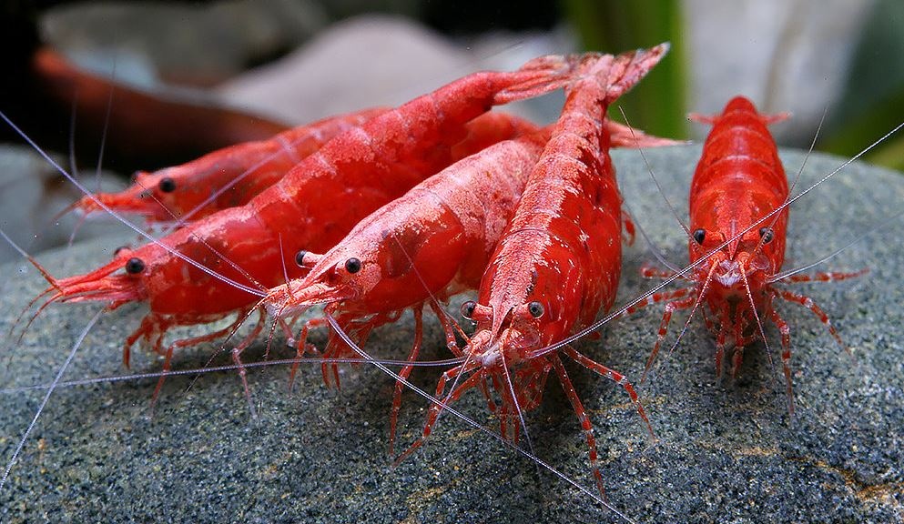Neocaridina davidi Sakura Red