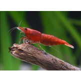 Neocaridina davidi Sakura Red