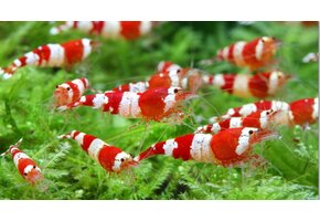 Caridina logemanni "kristall red" K2-K4