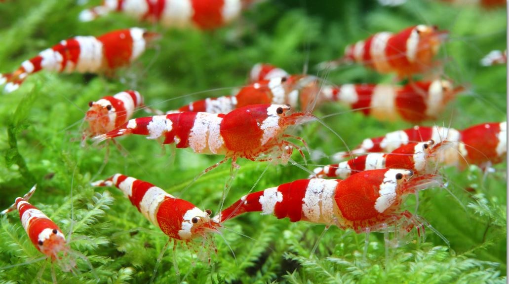 Caridina logemanni "kristall red" K2-K4