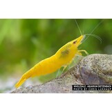 Neocaridina davidi "Yellow Fire"