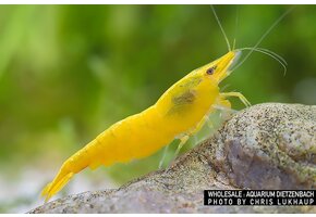 Neocaridina davidi "Yellow Fire"
