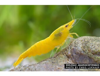 Neocaridina davidi "Yellow Fire"