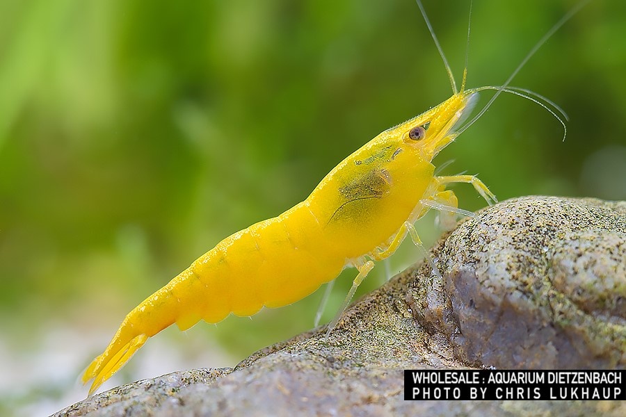 Neocaridina davidi "Yellow Fire"