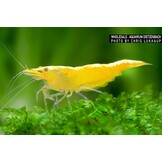 Neocaridina davidi "Yellow Fire"