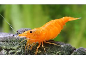 Neocaridina davidi "Organe"