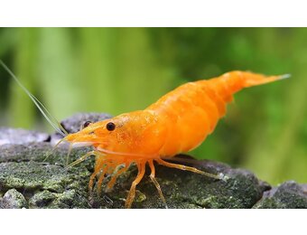 Neocaridina davidi "Organe"