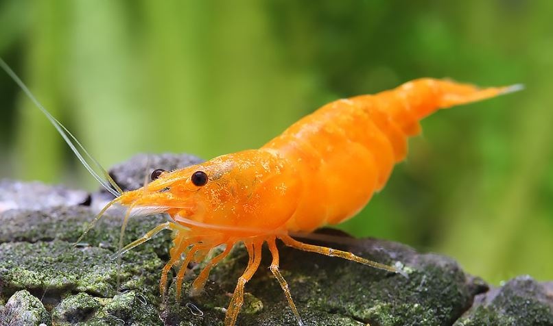 Neocaridina davidi "Organe"