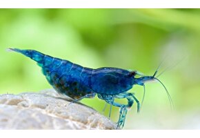 Neocaridina davidi "Blue velvet"