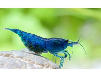 Neocaridina davidi "Blue velvet"