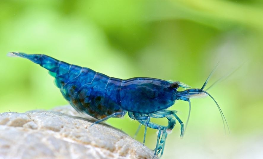 Neocaridina davidi "Blue velvet"