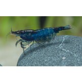 Neocaridina davidi "Blue velvet"