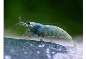 Caridina logemanni "Blue Bold